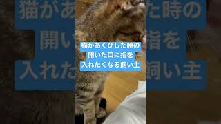 【ネコの飼い主あるある】猫があくびした時にしてしまう事#shorts