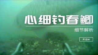 心细钓春鲫！揪心细节汇总分析，不是一句春钓滩就完事了