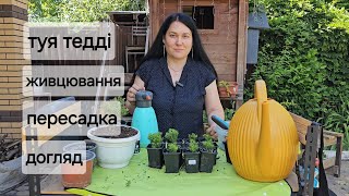 Туя Тедді. Живцювання, пересадка, догляд. Огляд інших хвойних живців.