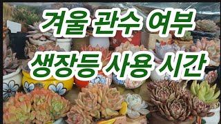 겨울 관수에 관수할까요? 생장등을 사용하는 시간에 대하여 확실하게 알고 가세요~ 베란다 다육이 키우기 [ 겨울관수, 생장등, 온도관리]