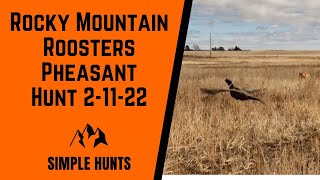 Pheasant Hunting at Rocky Mountain Roosters with my American Brittanys 22F