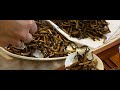 Bhutan Cordyceps: Most Valuable Fungus in the World