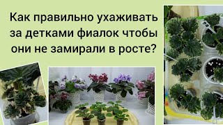 Как правильно ухаживать за детками фиалок чтобы они не замирали в росте?