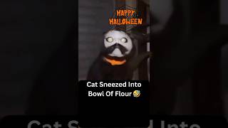Halloween Cat Costume Winners 2023 🏆 🤣 #cat #halloween #scary #funny