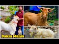 Bakra Mania Kota, JP, Barbari & Bantam Goats, Jogeshwari, Mumbai