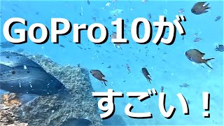 A lot of fish! Underwater footage of Japanese fishing spots