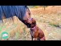 Dog Greets Her Horse Friend Every Day | Cuddle Buddies