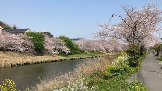 勝間田川沿いの桜