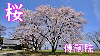 傳嗣院の桜 2024 南アルプス市 | Cherry blossoms at Dentsuguin ｜山梨観光スポット