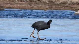 Gallareta gigante / Fulica gigantea en laguna altoandina de Moquegua