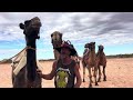 camel expedition. western australia. part 4