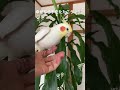 インコが歌う幸せなら手をたたこう♪ピッピッ♪