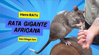 Rata Gigante Africana - HeroRATs