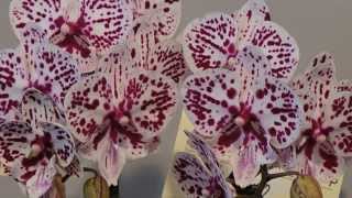 2014 台灣國際蘭花展--新品種.2014 Taiwan International Orchid Show(2)-- new breeding