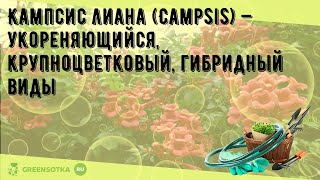 Кампсис лиана (Campsis) — укореняющийся, крупноцветковый, гибридный виды