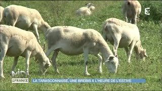 Un éleveur de brebis Tarasconnaise en Ariège