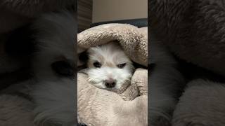 My dog ​​loves his blanket so much...🐶 #shorts #cutedog #maltese