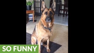 German Shepherd thinks bunny rabbit is her baby