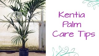 An Elegant Plant For Lower Light: The Kentia Palm