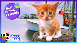 This Cute Kitten Thinks She's A Puppy! | Dodo Kids | Best Animal Friends