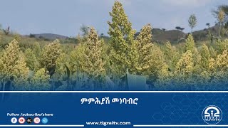 ፕሮጀክት ምንካይ ፅዕንቶ ስደተኛታት መነባብሮና ኣመሓይሽዎ - ሓረስቶት ወረዳ ኣስገደ | ቴሌቪዥን ትግራይ