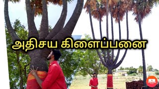 அதிசய கிளைப்பனை மரம் | Wonder Branch Palm Tree #பனை #கிளைப்பனை #Panai #KilaiPanai #PalmTree #Tree