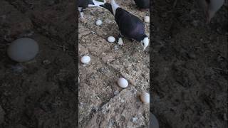 Kabootar ka eggs ki Problem Solve 1 Capsule Sa || Kabootar egga problem || #shorts #viral #pigeon