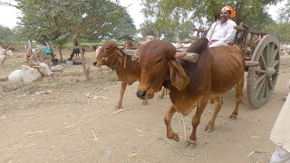 4 teeth Gir bulls pulling cart