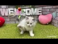 ペットショップ犬の家＆猫の里 イオン小牧店【生体番号　127967　】【種類　ラグドール　】