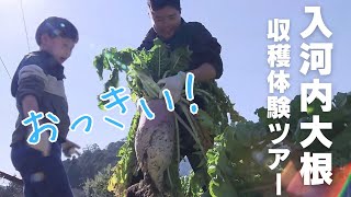 「伝統野菜『入河内大根』収穫体験ツアー」2025/1/14放送