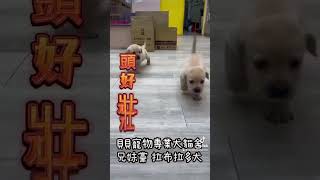 貝貝寵物專業犬舍-拉不拉多 兄妹黨