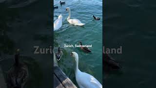 Swan in Limmat