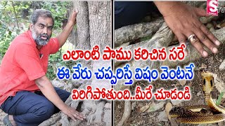 పాము కాటుకు విరుగుడు ఈ వేరు | Dr Pruthvi Raj | Anti Posion For Snake Byte | Manamtv Hyderabad Health