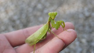 様子がおかしいカマキリ発見！？何があったんだ...