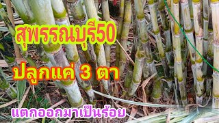 อ้อยคั้นน้ำสุพรรณบุรี50