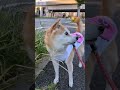 柴犬が洋服を着る　 shorts