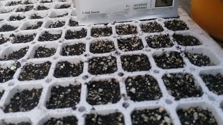 Planting seeds in a tray and using hygromix media