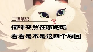 猫咪为什么无缘无故突然跑酷？猫咪突然跑酷的四大原因