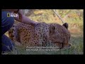 The Miracle Cheetah (Sub Indonesia) - NAT GEO WILD