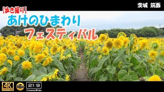 【歩き撮り】🌻2022 あけのひまわりフェスティバル@茨城 筑西 ４K  (21:9)  Ibaraki walking video