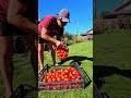 Tomatoes Harvesting. #harvestgarden