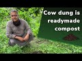 Cow dung is readymade compost | Peepal Baba