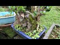 榕樹盆栽欣賞 banyan bonsai appreciation 榕树盆栽欣赏 4k