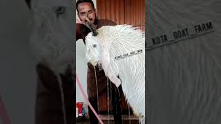 Irshad Kota Goat Farm.  Not for Sale.  #shorts #tiktok #viral  #trending #sheep #funnyanimal #goats