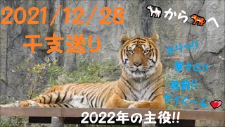 2021/12/28 🎍 干支送り 🐄から🐅へ!!　とべ動物園