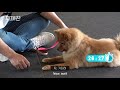 train your dog to stop barking at strangers 1 min dog lesson by animal behaviorist chan