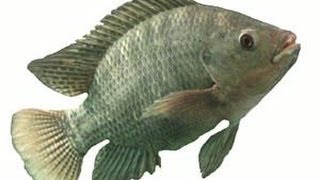 Tilapia Stocking 2014