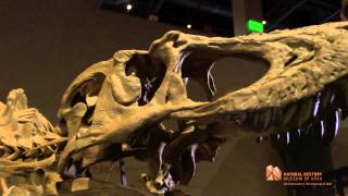 New dinosaur discovery: Lythronax argestes