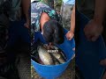 【戶外捕魚vlog】花一千三包的老魚塘，沒想到裏面還有20斤的巨物，太刺激了