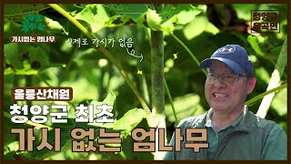 [청양군 운곡면]청양군 최초 '가시없는 엄나무'